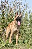 MALINOIS 299